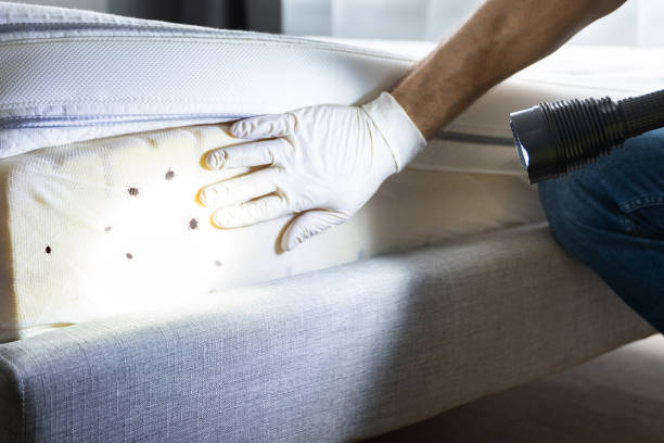 Best Mosquito Control Services  in Pearl River, NY